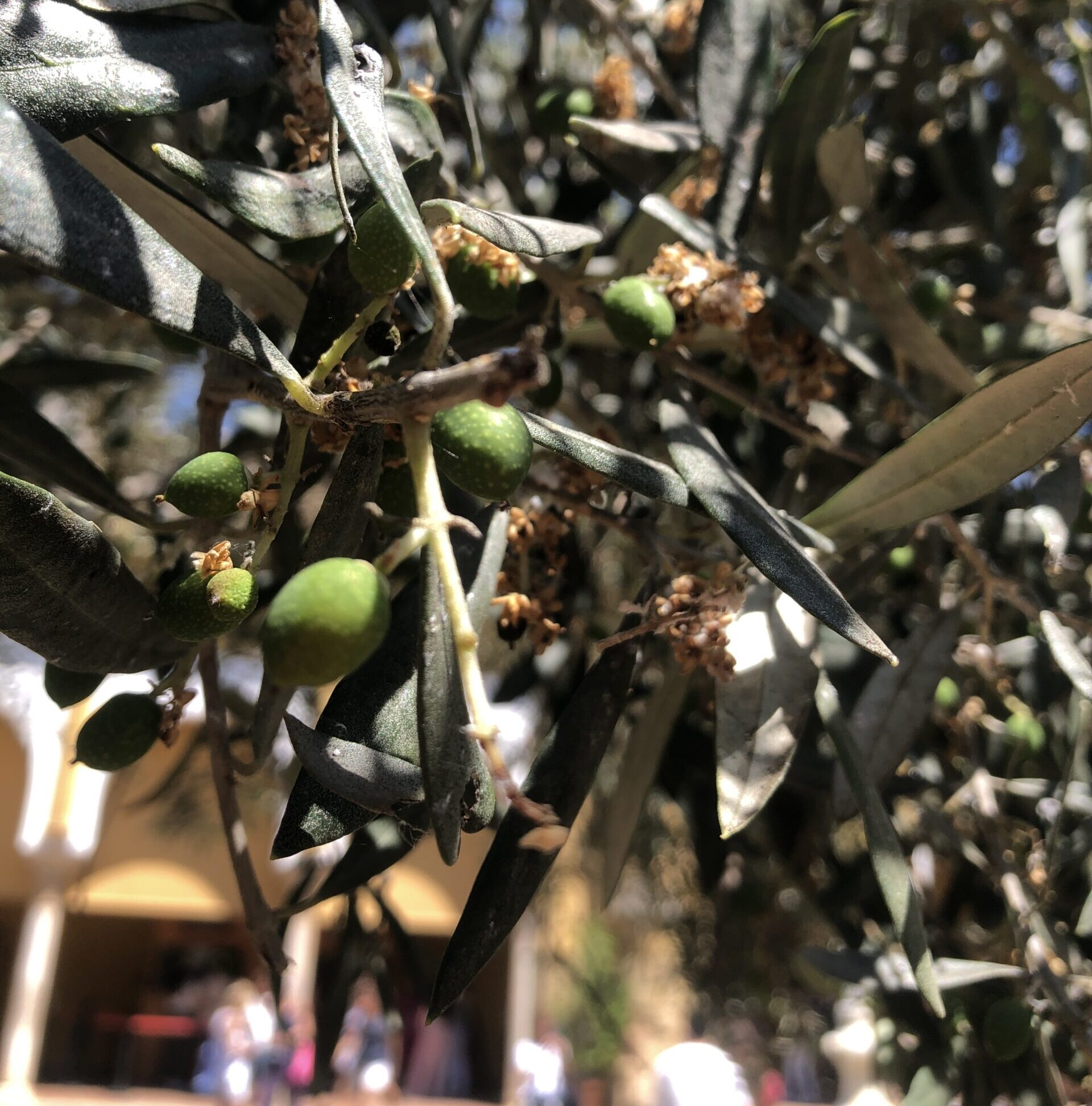 Andalusia 2 - Image 25